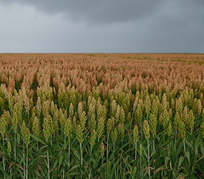 Ethanol Delivery